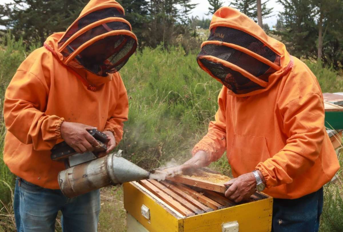 70.000 productores se benefician con los bonos RAÍCES