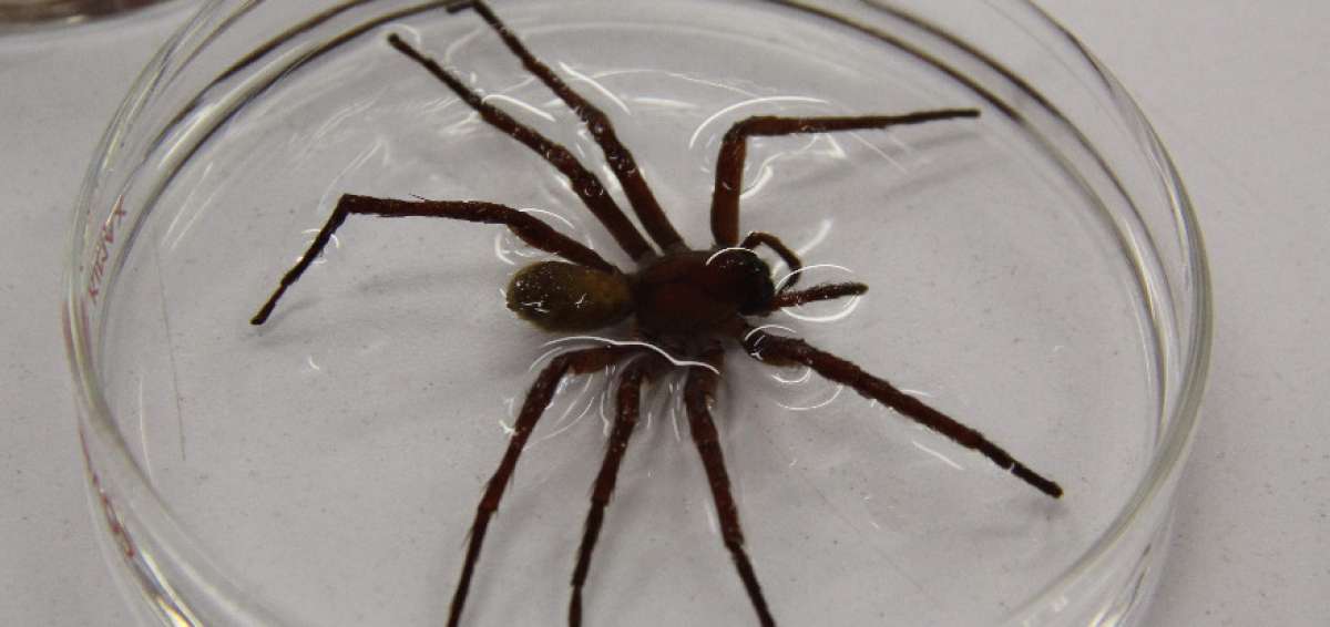 Nueva especie de ara&ntilde;a mexicana sorprende a expertos por su gran tama&ntilde;o