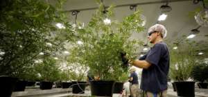 Canopy Growth fue fundada en 2013 y tiene presencia en 11 pa&iacute;ses con venta de productos derivados de la marihuana.