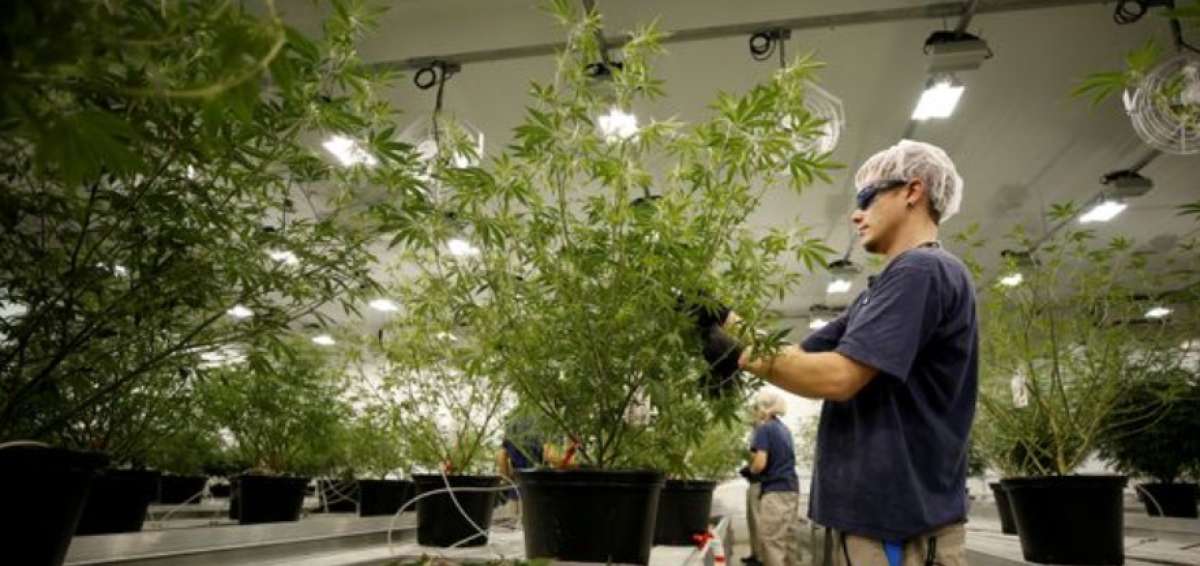 Canopy Growth fue fundada en 2013 y tiene presencia en 11 pa&iacute;ses con venta de productos derivados de la marihuana.
