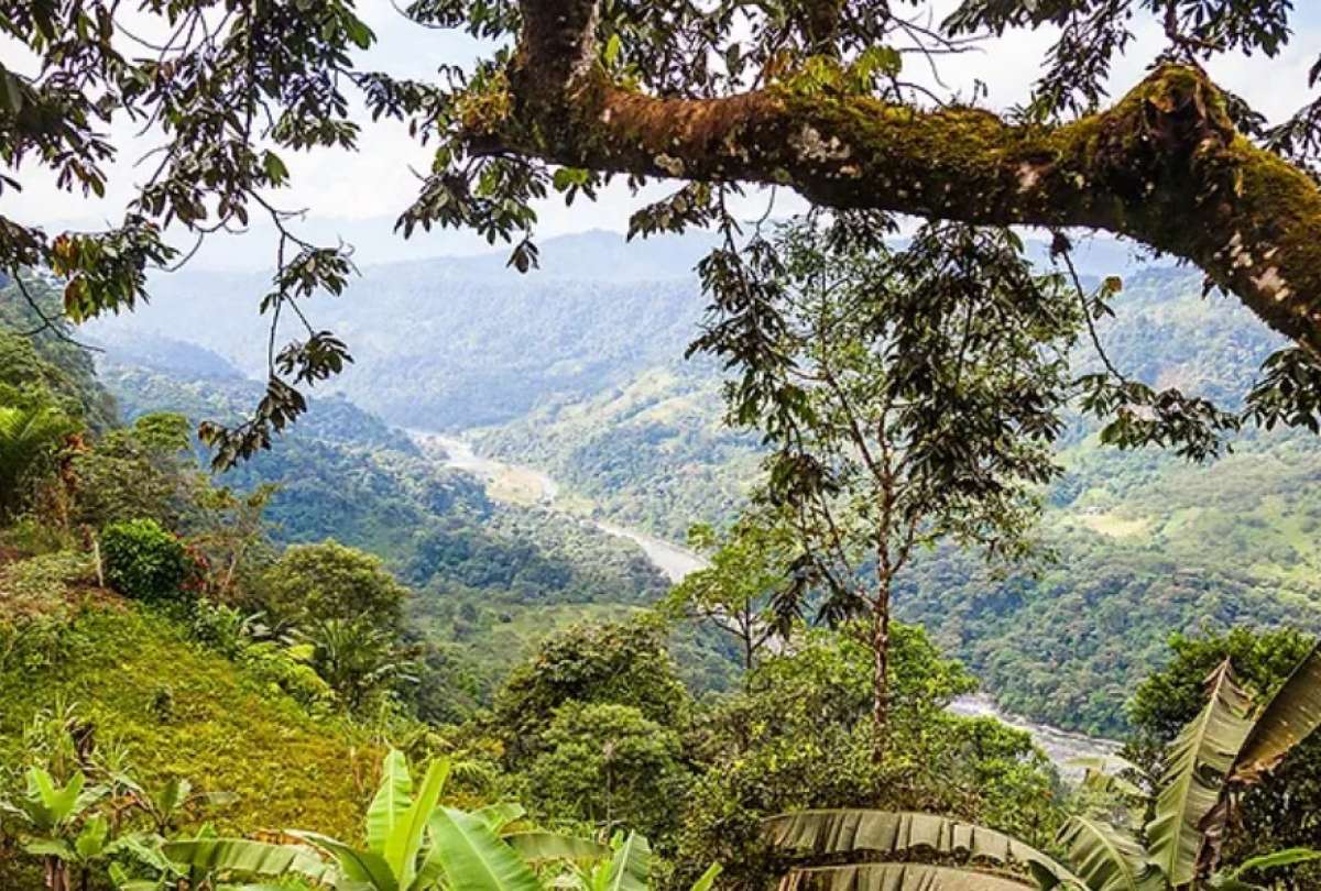 El Chocó Andino es una zona considerada Reserva de la Biósfera y se ubica en el noroccidente de Quito.