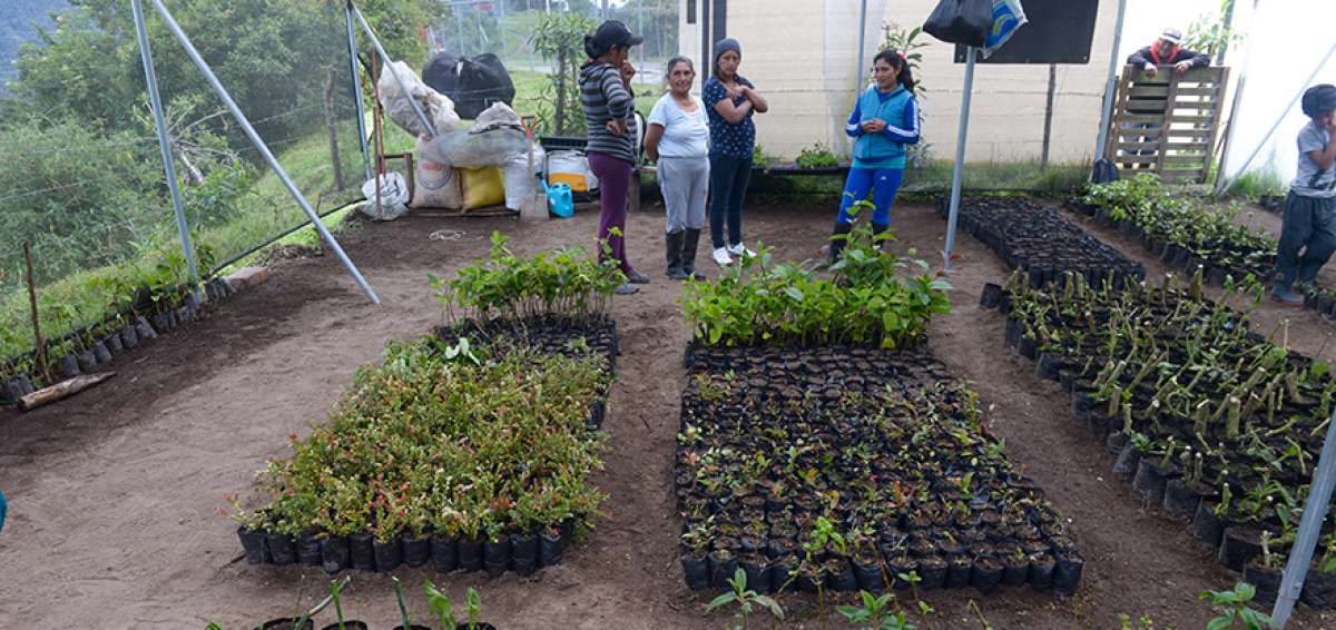 Existen 3.000 plantas cultivadas en el vivero de la comunidad de Alambi (Nono). Las mujeres de la localidad se encargan de mantener en buen estado el lugar. All&iacute; se realizan constantes estudios.