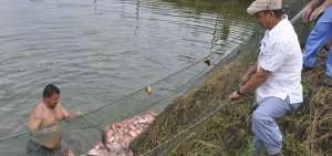En Ecuador existen piscinas donde se cultiva tilapia para el consumo interno y de las familias.