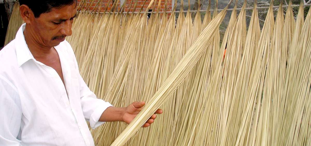 El Aromo abri&oacute; la cosecha de toquilla