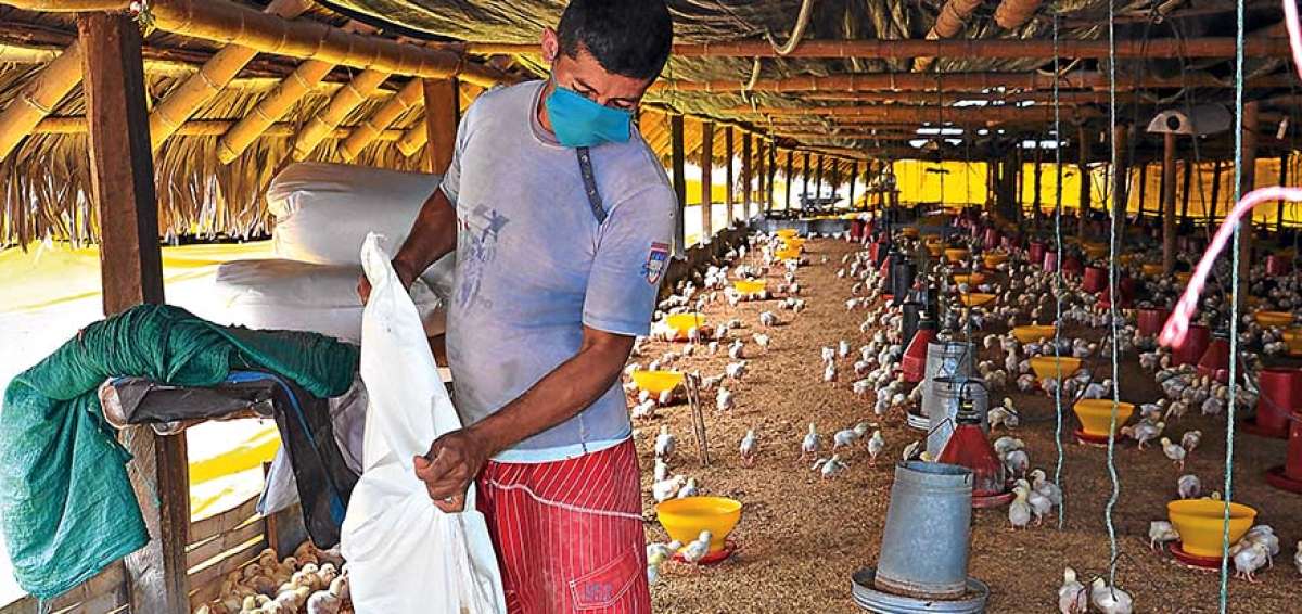Los avicultores manabitas experimentaron dificultades para invertir en la adquisici&oacute;n de alimento balanceado para los pollos.