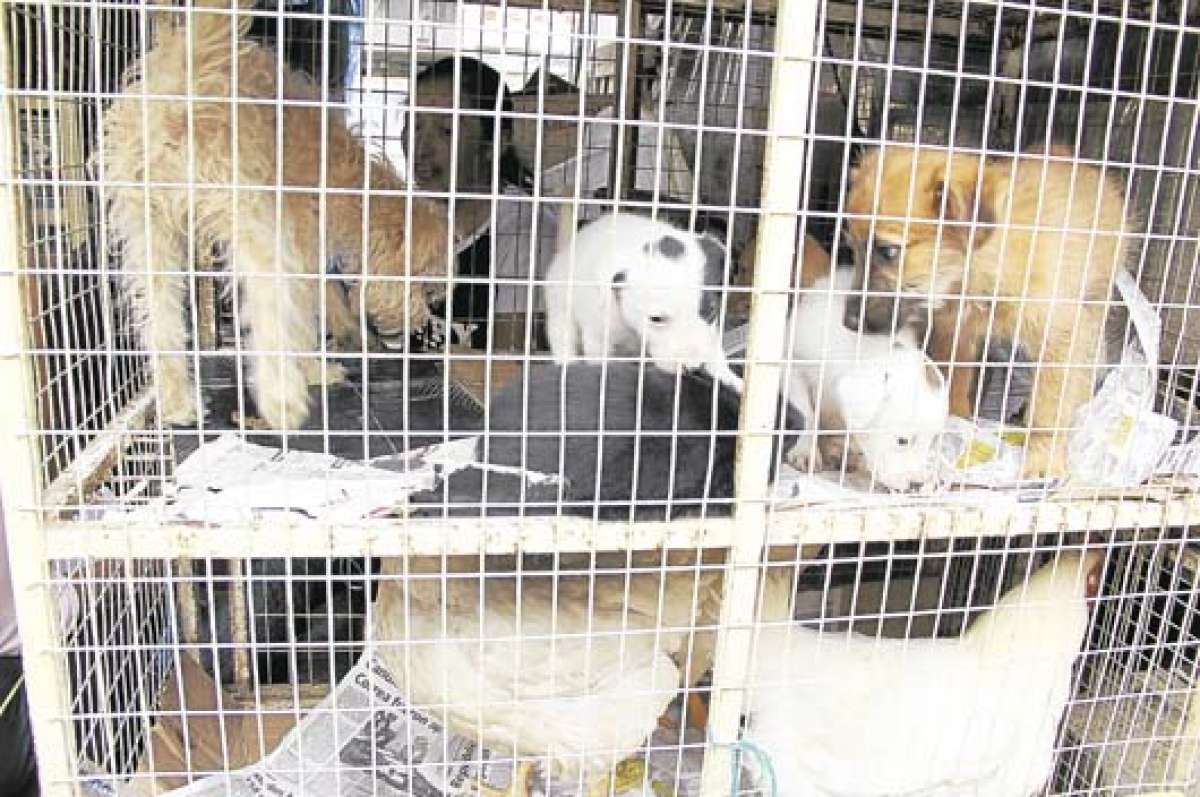 El nuevo C&oacute;digo Org&aacute;nico Integral Penal garantiza el buen vivir de las mascotas