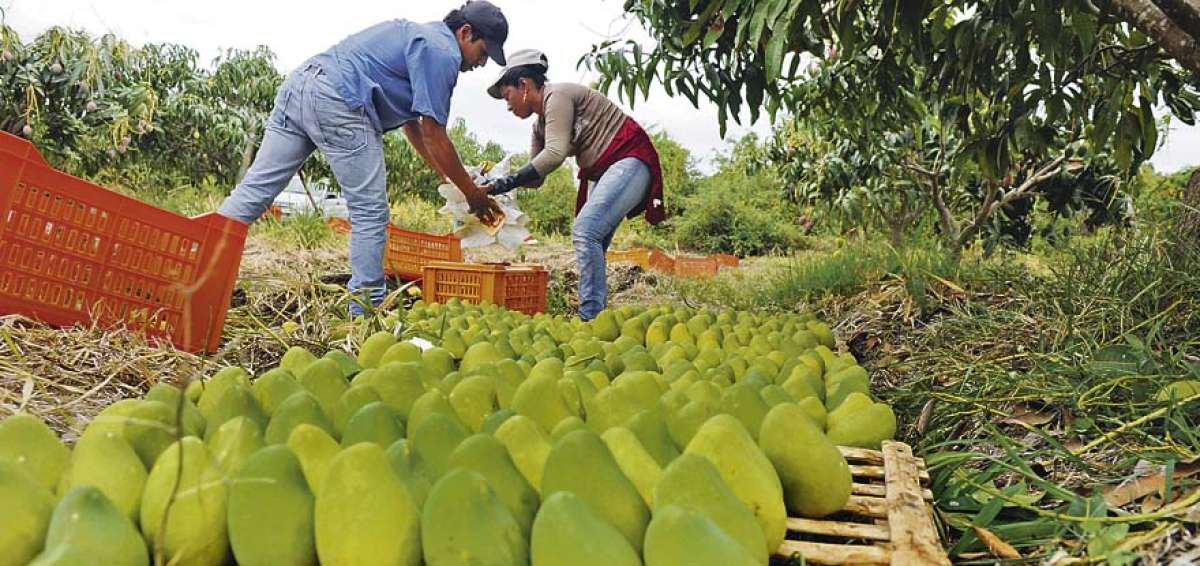 El estudio a&uacute;n debe contemplar las fases de procesamiento y almacenamiento de las frutas para obtener mayores beneficios.
