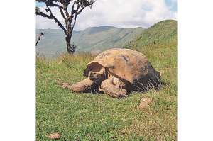 M&aacute;s de 70 tortugas regresaron a su h&aacute;bitat natural en las islas Gal&aacute;pagos