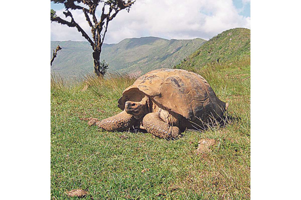 M&aacute;s de 70 tortugas regresaron a su h&aacute;bitat natural en las islas Gal&aacute;pagos