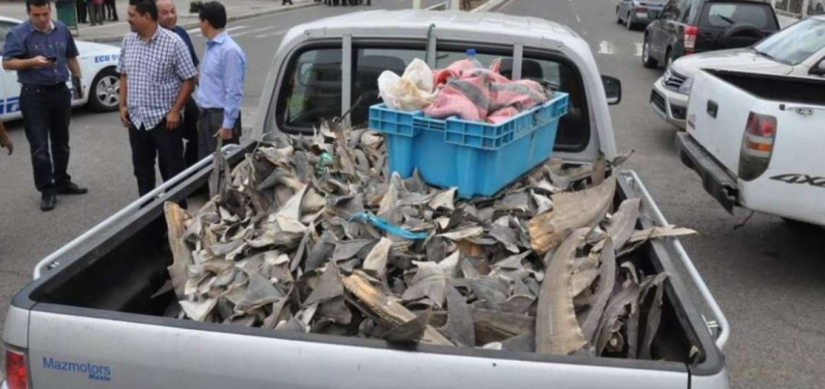 3 mil aletas de tibur&oacute;n fueron decomisadas en El Guabo