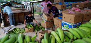 Para la exportaci&oacute;n se entregan 5 racimos de barraganete, que son distribuidos en 2 cajas.