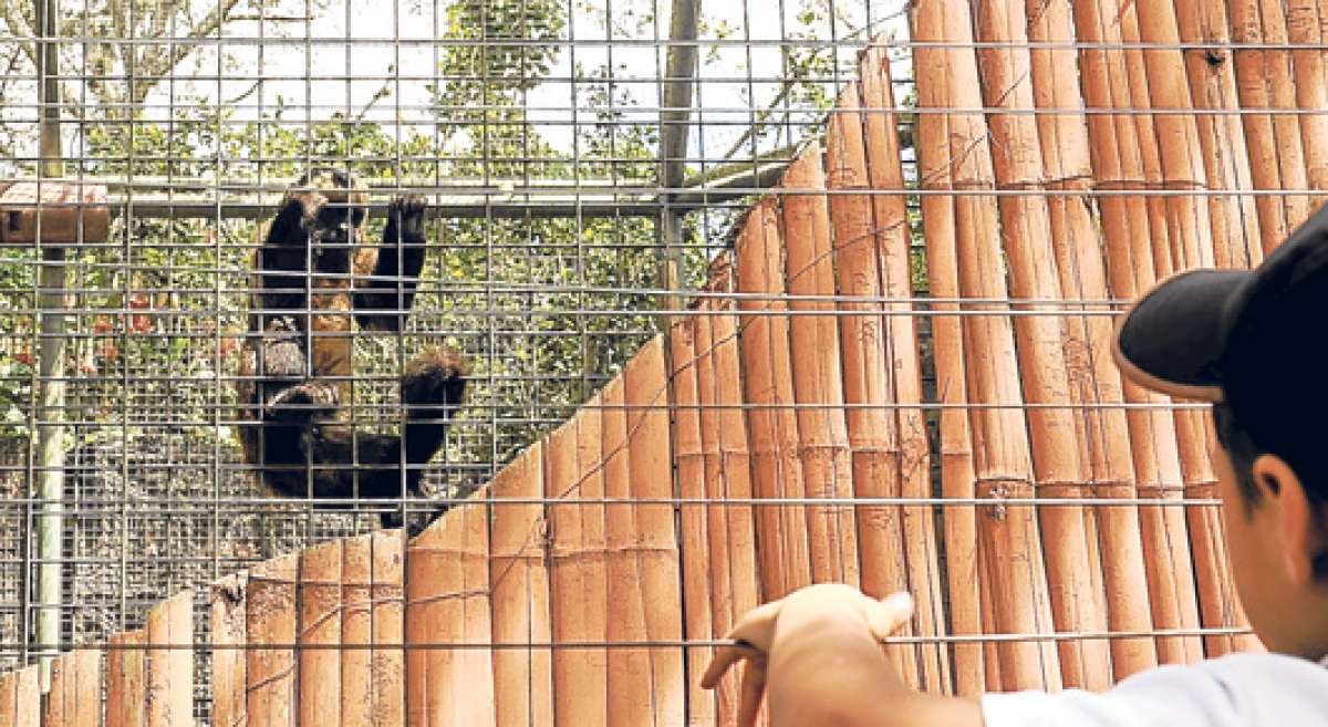 Cuatrocientos animales tienen su hogar en el Zool&oacute;gico de Guayllabamba, afectado por la reducci&oacute;n del n&uacute;mero de visitantes en las &uacute;ltimas semanas. Foto: &Aacute;lvaro P&eacute;rez/ El Tel&eacute;grafo