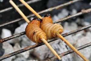  El chontacuro contiene 20 % de proteínas y 50 % de grasas saludables,