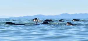 Centenares de ballenas encalladas logran regresar al mar en Nueva Zelanda