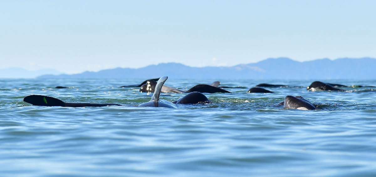 Centenares de ballenas encalladas logran regresar al mar en Nueva Zelanda