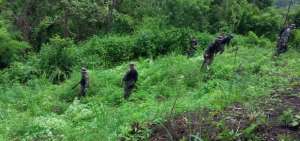 Plantaciones de marihuana fueron destruidas por la Polic&iacute;a en Manab&iacute;
