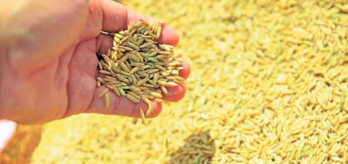El MAG impulsa un plan de acci&oacute;n para ayudar al agro nacional