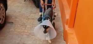 La silla de ruedas fue donada por un ciudadano, inform&oacute; la cl&iacute;nica donde el perrito sigue asilado.