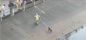 Bomberos de Guayaquil rescatan a un perro de una zanja en Mucho Lote