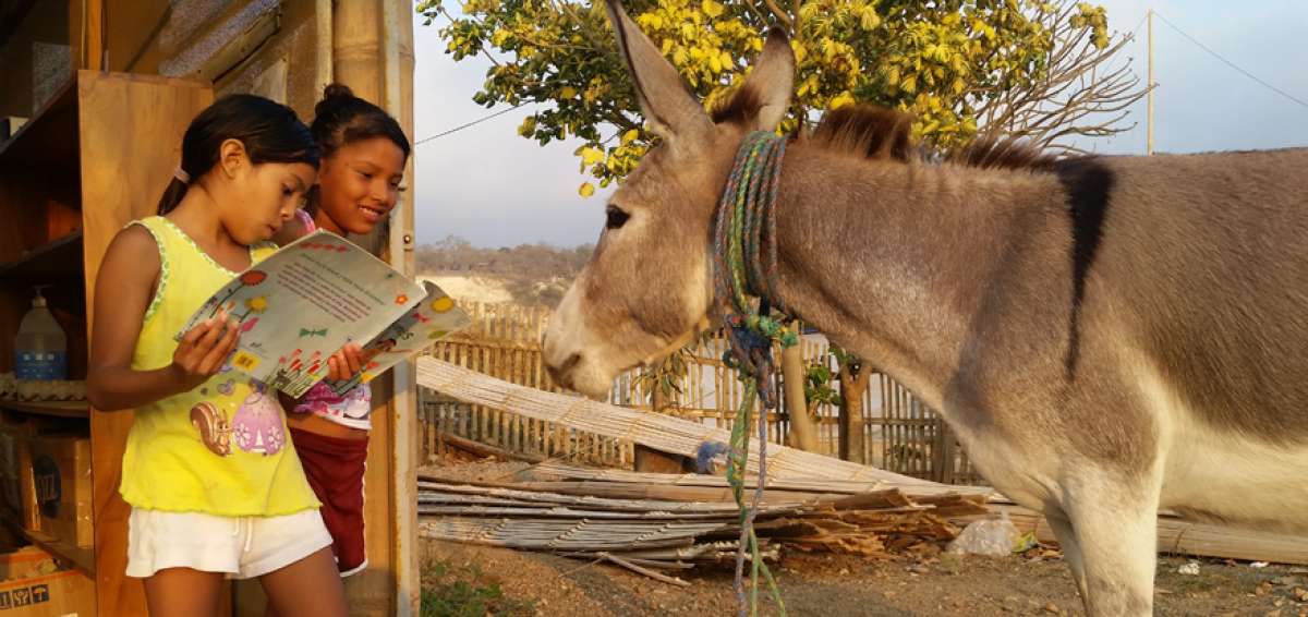 El proyecto empez&oacute; con el burro Domingo cargando libros los d&iacute;as posteriores al terremoto del 16 de abril de 2016.