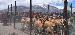 Los animales fueron encerrados a trav&eacute;s del m&eacute;todo conocido como &ldquo;manga&rdquo;, en el que un cerco humano los lleva hasta el corral.