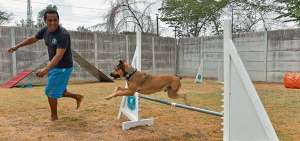 Stronger es un can rescatado que no tiene la pata trasera izquierda. El can practica agility, y es considerado uno de los m&aacute;s veloces y precisos de esta disciplina.