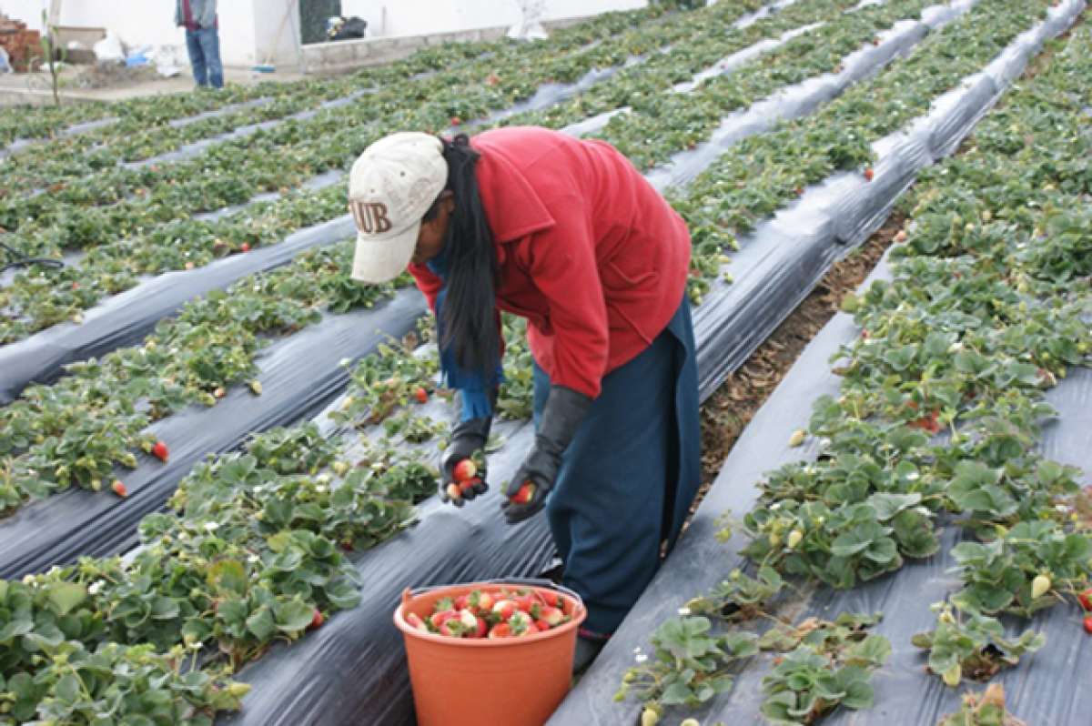 En Tungurahua existen 33.735 productoras de frutales, seg&uacute;n el diagn&oacute;stico provincial del Ministerio de Agricultura. Foto: Cortes&iacute;a