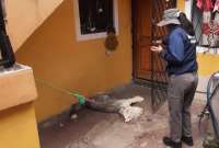 La mascota estaba amarrada a una de las columnas