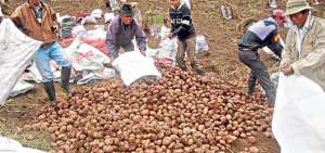 Los agricultores bolivarenses comenzaron las pruebas para dar valor agregado a los productos. Hasta ahora cuentan con un centro de acopio y con una planta procesadora. Foto: Cortes&iacute;a
