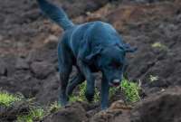 Jacob, el perro que busca a su familia en Alausí