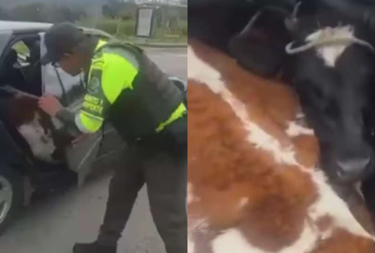  El conductor fue sancionado por transportar las vacas en el autom&oacute;vil no apto para ese fin, mientras el video del procedimiento se volvi&oacute; viral en redes sociales.