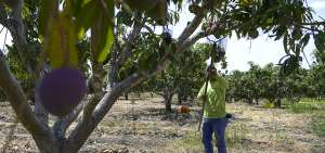 EE.UU. compra el 92% del mango ecuatoriano