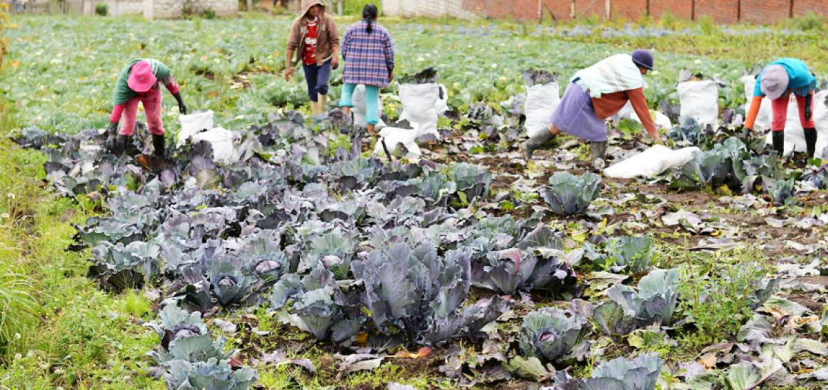 En la actualidad las contaminadas aguas del r&iacute;o Ambato riegan zonas agr&iacute;colas como Izamba.