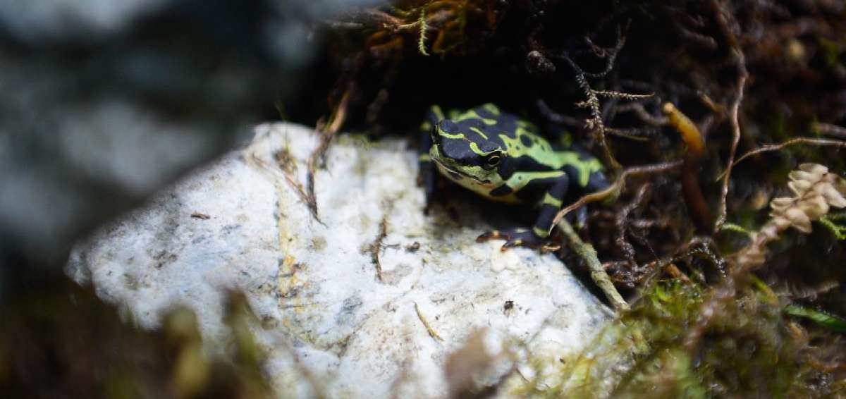 Terrario mostrar&aacute; la biodiversidad de ranas del Ecuador