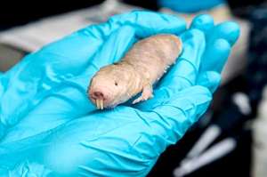 En la imagen, una rata topo desnuda, tambi&eacute;n conocida como ratop&iacute;n.