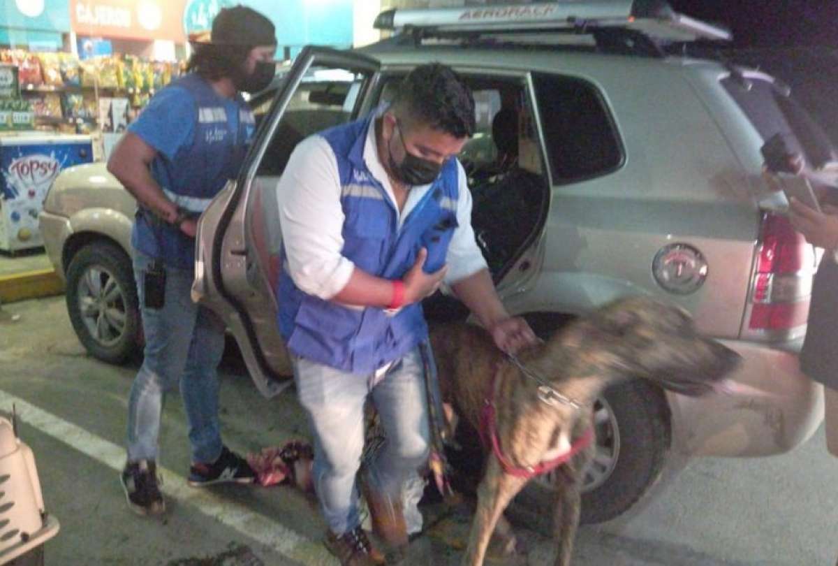 Mascotas maltratadas en Las Cumbres fueron rescatadas