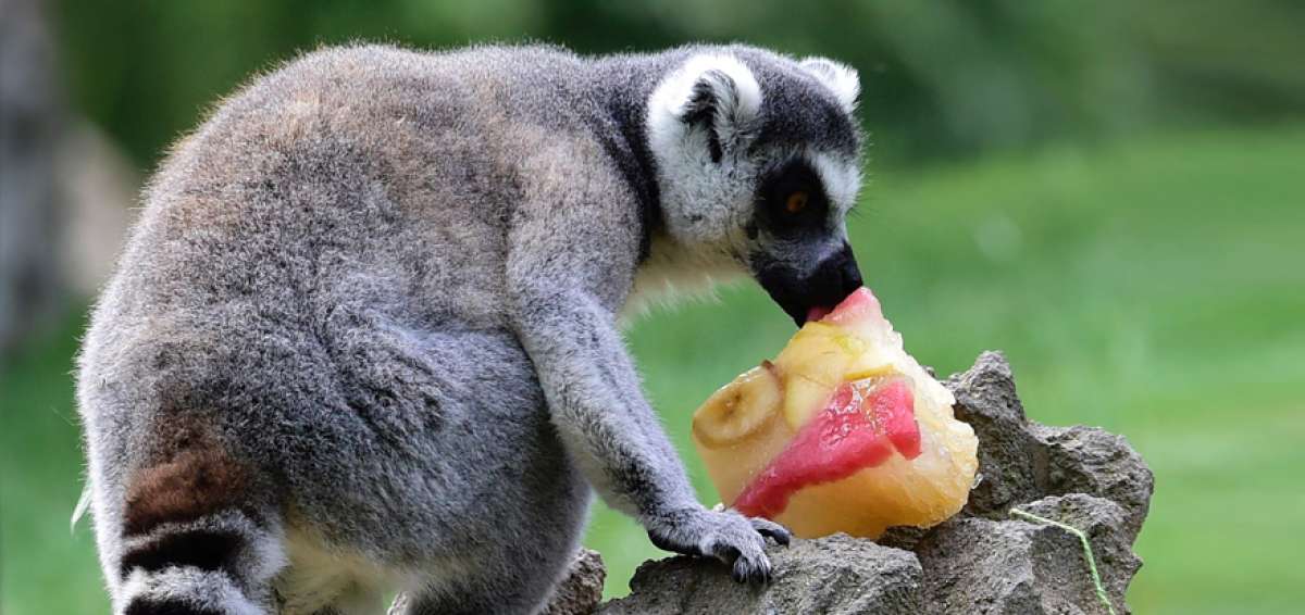 Frutas para los animales del zool&oacute;gico