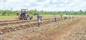 Desde 2014, alrededor de 3.889 agricultores de Manab&iacute; se han beneficiado del Proyecto de Reactivaci&oacute;n de Caf&eacute; y Cacao Nacional Fino de Aroma. Foto: Cortes&iacute;a