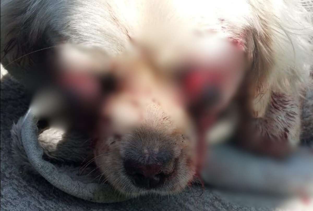 La cachorra recibe tratamiento intensivo mientras los m&eacute;dicos intentan estabilizarla.