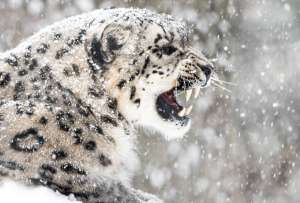Un leopardo de las nieves atac&oacute; a un esquiador. 