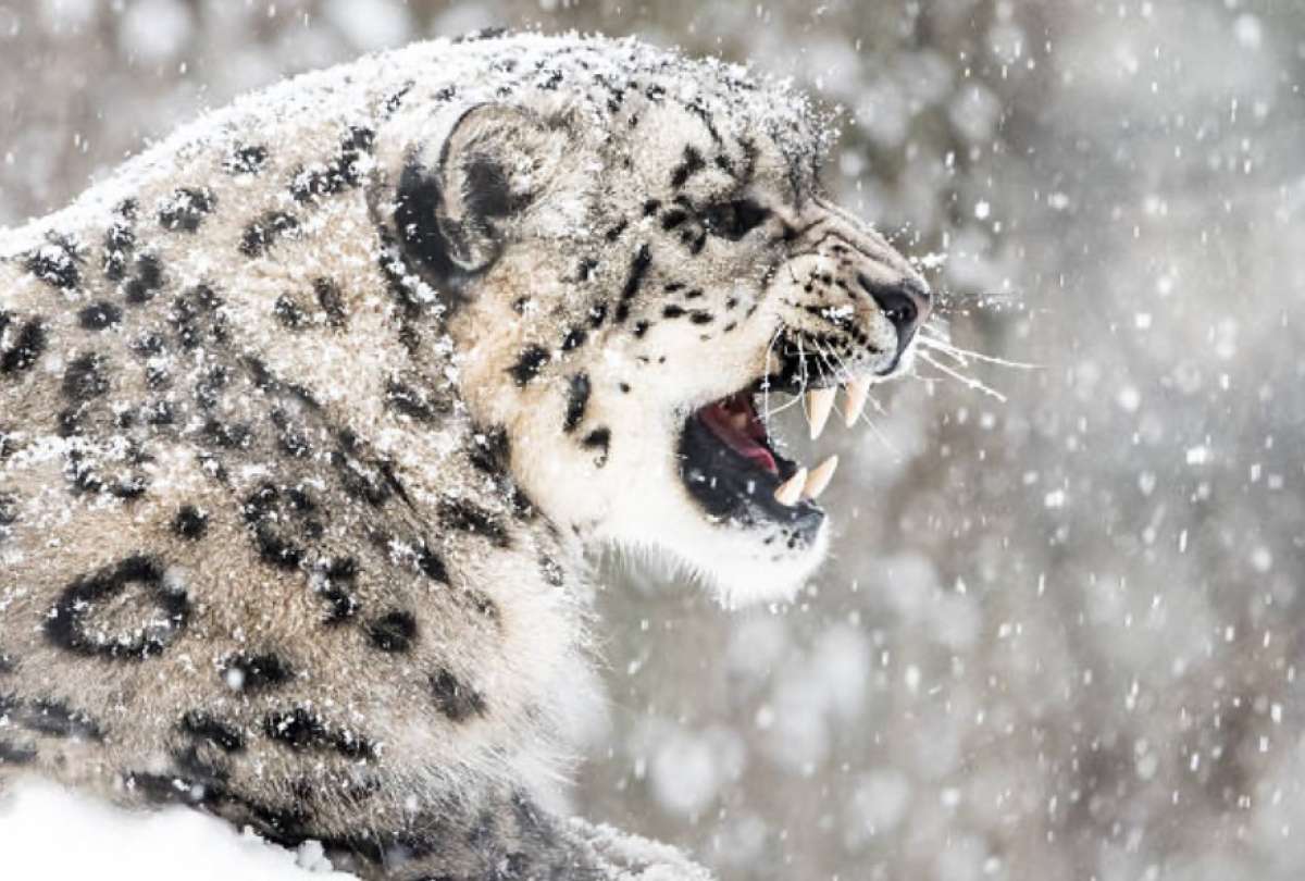 Un leopardo de las nieves atac&oacute; a un esquiador. 