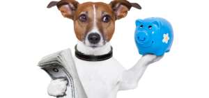 Los expertos recomiendan analizar las necesidades del animal y las posibilidades de la familia para dar el cuidado necesario y mantener finanzas sanas.