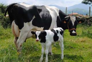 Incrementar la producción y el consumo local de leche como medida ante pérdidas por las manifestaciones