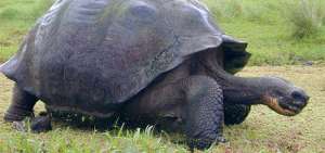 Las tortugas de la especie Chelonoidis porteri est&aacute;n en peligro de extinci&oacute;n.