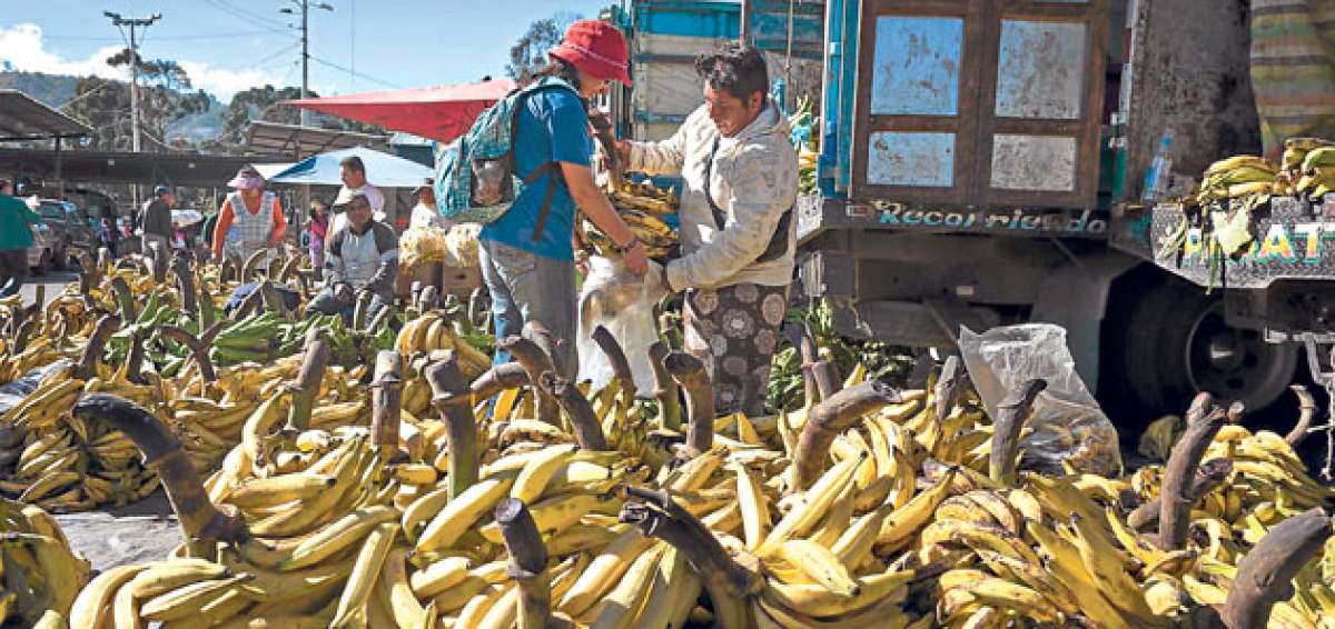 La recolecci&oacute;n de alimentos se realiza b&aacute;sicamente en el Mercado Mayorista, que es el m&aacute;s grande de la capital ecuatoriana. Foto: John Guevara/ El Tel&eacute;grafo