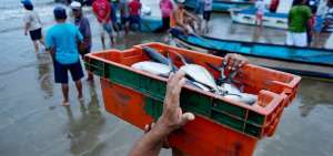Ecuador espera revisi&oacute;n del l&iacute;mite de pesca de jurel