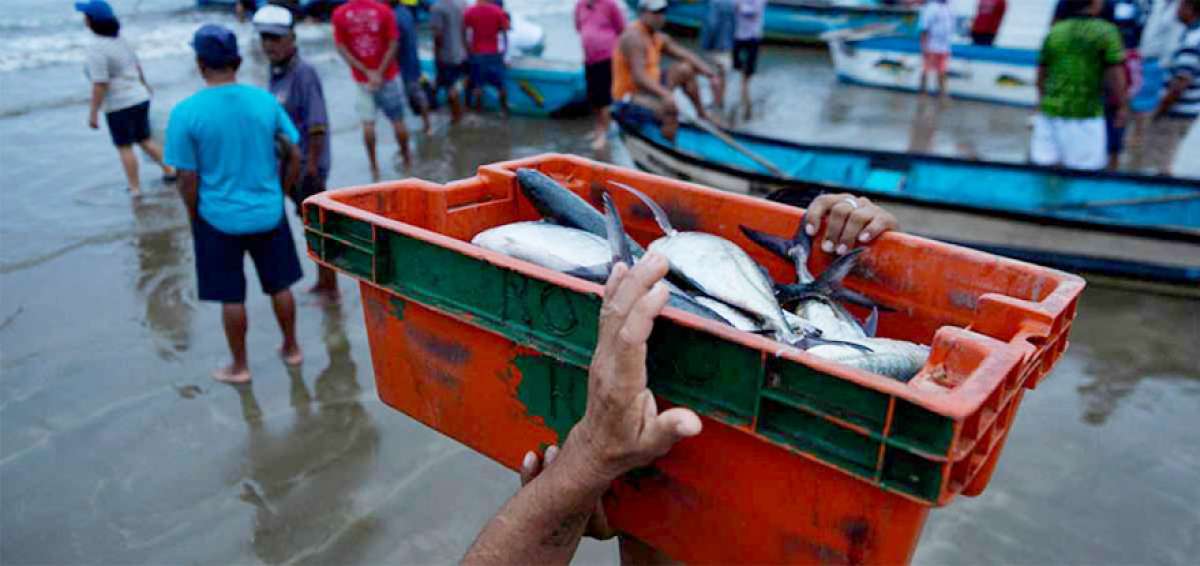 Ecuador espera revisi&oacute;n del l&iacute;mite de pesca de jurel