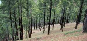 El bosque de pino de Honduras cubre aproximadamente el 22,3% de la superficie total del pa&iacute;s.