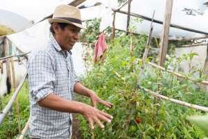 En el huerto de su casa, ubicada en Tumbaco, Rogelio Simba&ntilde;a siembra y cosecha hortalizas, frutas y 20 especies de tomate. Miguel Jim&eacute;nez / El Tel&eacute;grafo