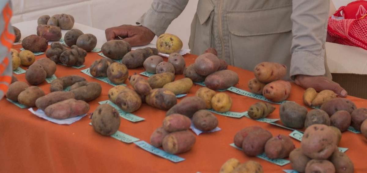La papa es el tercer cultivo transitorio m&aacute;s importante del Ecuador
